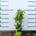 Hortenzia popínavá (Hydrangea anomala petiolaris) - výška 40-60 cm, kont. C2L